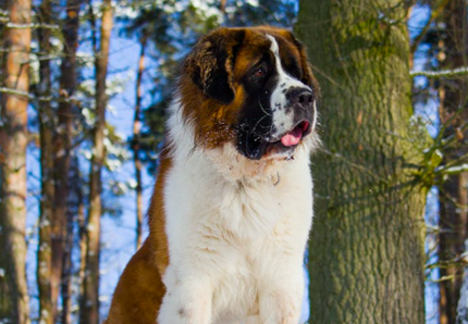 Morto Napoleone, il cane eroe dell’elisoccorso